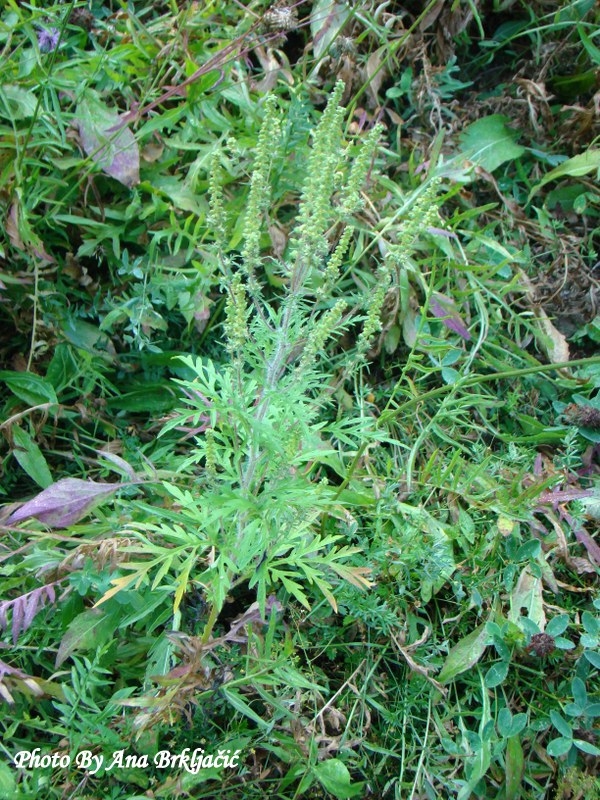 Ambrosia artemisiifolia L. – ambrozija, pelinolisni limundžik, obični limundžik, partizanka